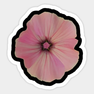 Rose Mallow Sticker